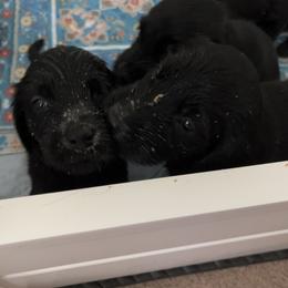 Flat-Coated Retriever Puppies from Haven Flat Coated Retrievers