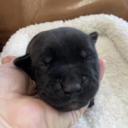 Jet - Black male Cane Corso puppy in San Isidro, Texas from MTZCC Ranch, LLC