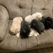 Chow Chow Puppies from Darling Chows