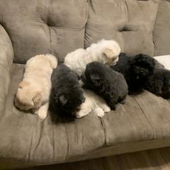 Chow Chow Puppies from Darling Chows