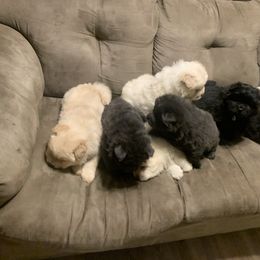 Chow Chow Puppies from Darling Chows