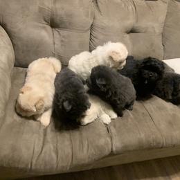 Chow Chow Puppies from Darling Chows