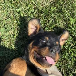 Rottweiler Puppies from Vom Haus Fantasy Rottweiler Kennel
