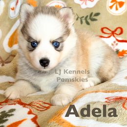 Adela - Silver and white female Pomsky puppy in Centerville, Iowa from LJ Kennels Pomskies, LLC