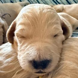 Prince Naveen - Cream male Goldendoodle puppy in Puyallup, Washington from Dawnie’s Doodles