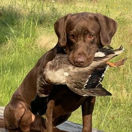 Frog - Labrador Retriever