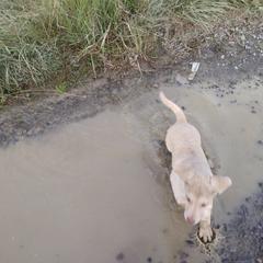Chesapeake Bay Retriever Puppies from GemiLamb Gun Dogs