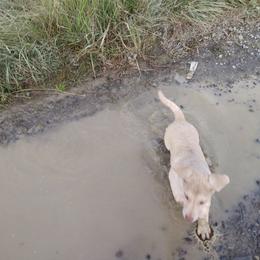 Chesapeake Bay Retriever Puppies from GemiLamb Gun Dogs