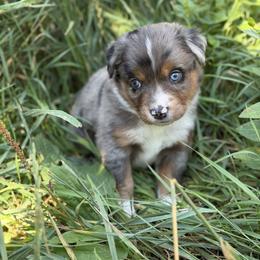 Reef - Blue merle male Miniature American Shepherd puppy in New Mexico from Von Südwest German Shepherds and Mosaic Mini American Shepherds