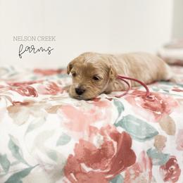 Pink - Lois Lane - Apricot female Maltipoo puppy in Huntsville, Texas from Nelson Creek Farms