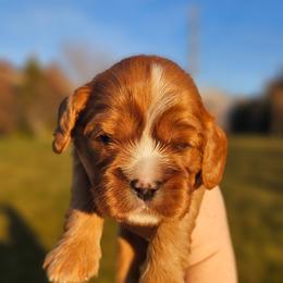 Rowan - Ruby male Cavalier King Charles Spaniel puppy in Highland, Utah from Furever Cavaliers