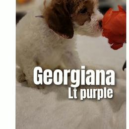 Georgianna Darcy- light purple - Parti female Goldendoodle puppy in Fort Worth, Texas from Stacy Warwick