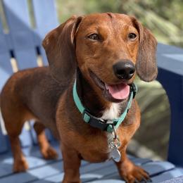 Clover - Dachshund