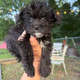 Luna - female Yorkipoo puppy in Chattanooga, Tennessee from Joy-Fur Puppies