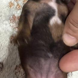 Dachshund Puppies from Witchy Woman’s Wiener’s