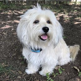 Cheeky - Havanese