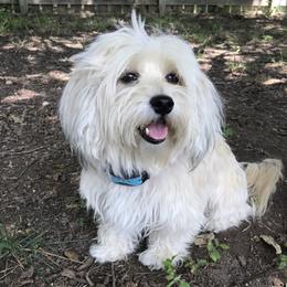 Cheeky - Havanese