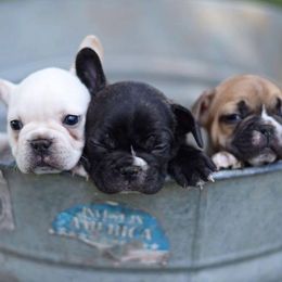 French Bulldogs from Nina Lunsford's French Bulldogs