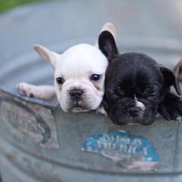 French Bulldogs from Nina Lunsford's French Bulldogs
