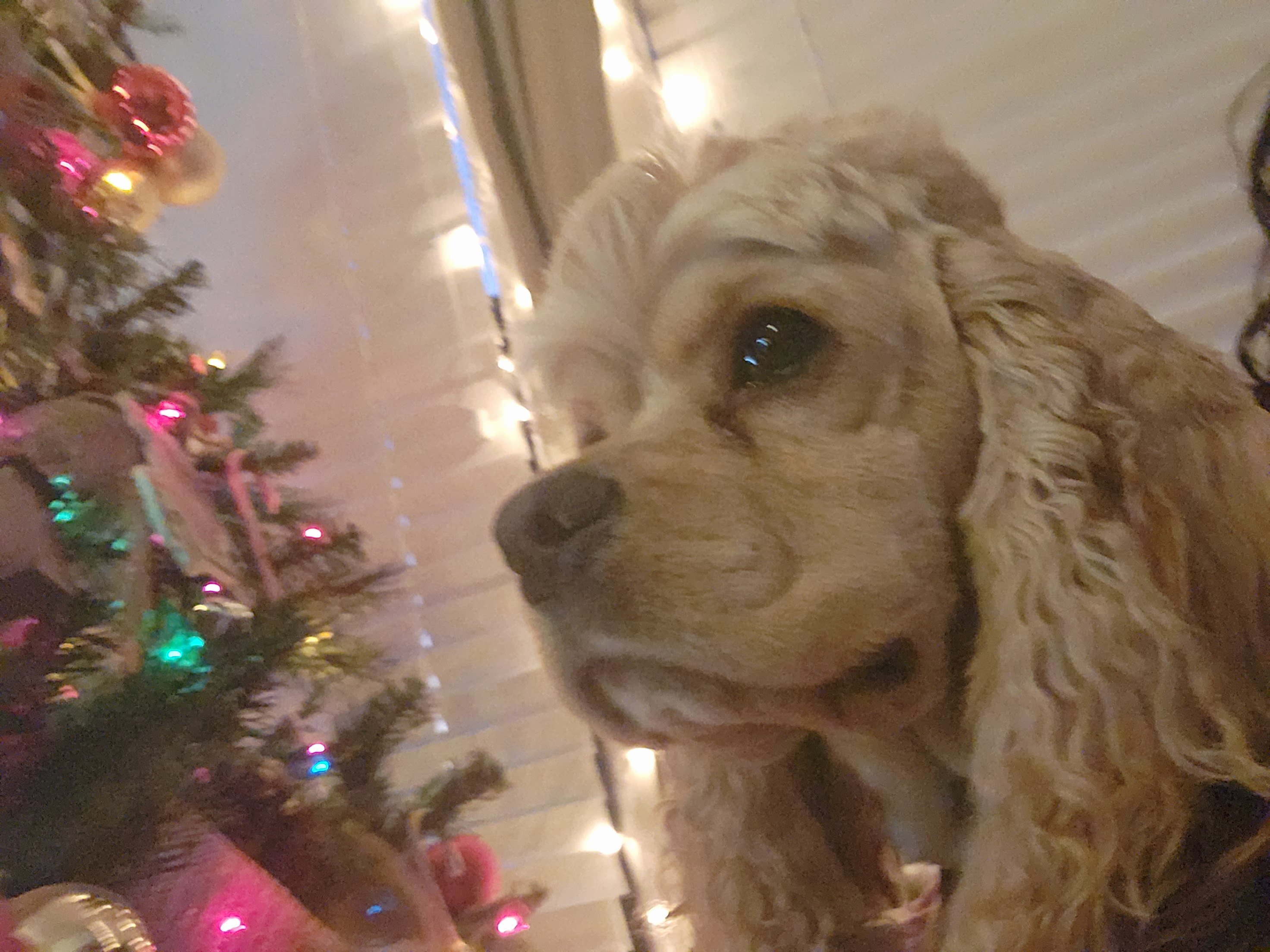Bailey - Cocker Spaniel