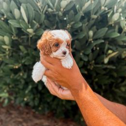 Honey - Blenheim female Cavapoo puppy in Mayo, Florida from Kingston’s Cavaliers