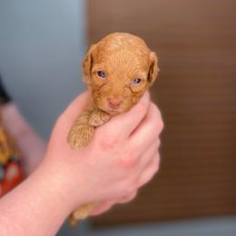 Flareon - Cream female Havapoo puppy in Surprise, Arizona from Huckleberry Doodles