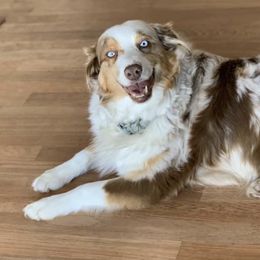 Australian Shepherds from Bridger Butte Aussies
