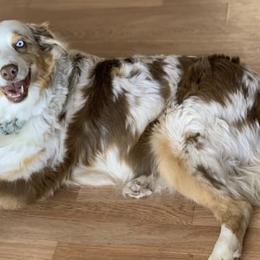 Australian Shepherds from Bridger Butte Aussies