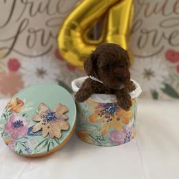 Poodle Puppies from Pups and Paws Toy Poodles