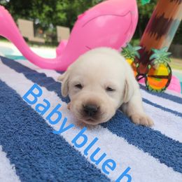 Labrador Retriever Puppies from Texas Finest English Labradors
