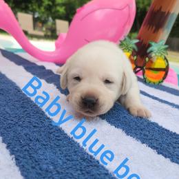 Labrador Retriever Puppies from Texas Finest English Labradors