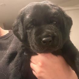 Brown boy - Black male Labrador Retriever puppy in Menifee, California from The Golden Leash Kennels