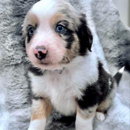 Blue collar - Blue merle male Miniature Australian Shepherd puppy in 32046, Florida from River Hill Ranch