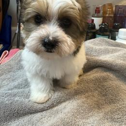 Otto - Piebald male Morkie puppy in Florence, Kentucky from 4paws4ever by Design
