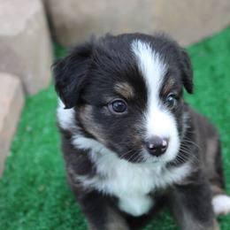 Mr Green - male Toy Australian Shepherd puppy in Lowgap, North Carolina from Ramblin’ Rose Mini's