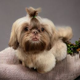Shih Tzus from Jas’ ClassnSass