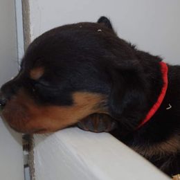 Rottweiler Puppies from Ostenberg Rottweilers LLC