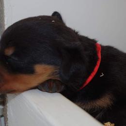 Rottweiler Puppies from Ostenberg Rottweilers LLC