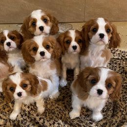 Cavalier King Charles Spaniel and Tibetan Spaniel Puppies from Chadwick Cavaliers