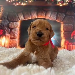 Boy 2 - Apricot male Goldendoodle puppy in San Diego, California from Southside Doodles