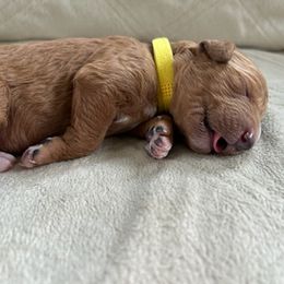 Goldendoodle Puppies from Woodland Creek Goldendoodles