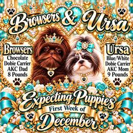 Shih Tzu puppies from Californiadreamyshihtzus