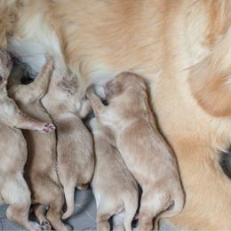 Voilet - Golden female Golden Retriever puppy in Paoli, Indiana from Rose n’ Thistle Farm