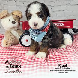 Rigel - Blue Collar - Blue merle male Bernedoodle puppy in Jackson, Michigan from A Star is Born Doodles