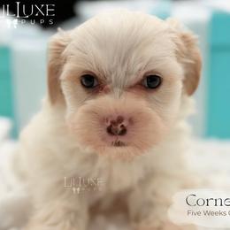 Cornell - White male Shorkie puppy in Scottsdale, Arizona from Lil Luxe Pups