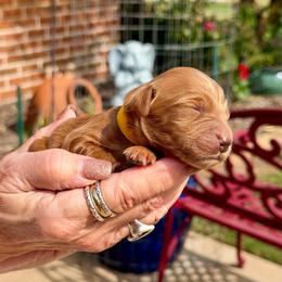 Jaimie- yellow collar girl - Red  female Goldendoodle puppy in Midlothian, Texas from Gray Doodles
