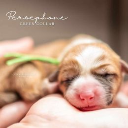 American Corgi and Pembroke Welsh Corgi Puppies from Constellation Corgi