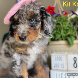 Aussiedoodle and Bernedoodle Puppies from Rowe Farms Aussiedoodles