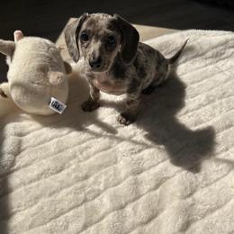 Roman - Dapple male Dachshund puppy in San Diego, California from Enchantables