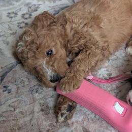 Pink collar - Red female Bernedoodle puppy in Tom's Brook, Virginia from rising sun duck tollers